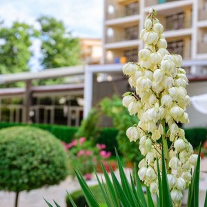 цветна градина в Park hotel Madara